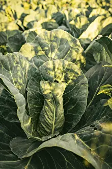 Cabbage Field Drucke: Cabbage field in a sunset light