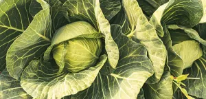 Cabbage Field Drucke: Cabbage field in a sunset light