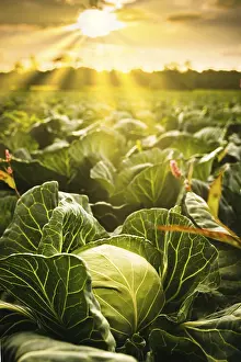 European Countryside Photography Drucke: Cabbage field in a sunset light