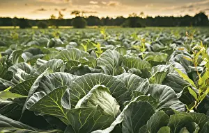European Countryside View Drucke: Cabbage field in a sunset light