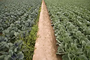 Bilder Datiert 11. Dezember 2024: Cabbage fields spain print