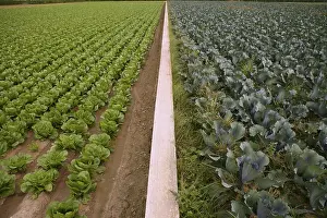 Bilder Datiert 11. Dezember 2024: Cabbage fields print spain