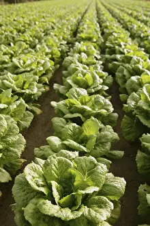 Bilder Datiert 11. Dezember 2024: Cabbage fields spain print