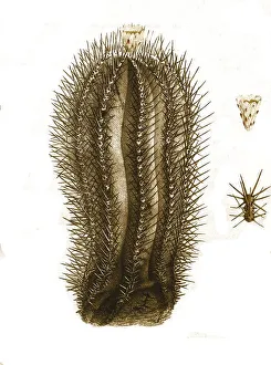 Kaktus, Echinocactus marginalis