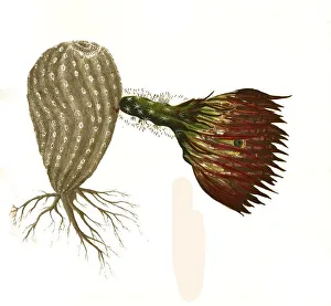 Kaktusarten, Echinopsis pectinata, Synonym