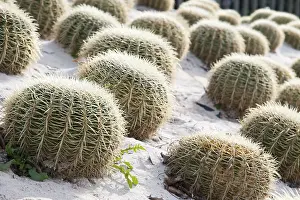 Deserted Succulent Plant Drucke: Cactus with big thorns