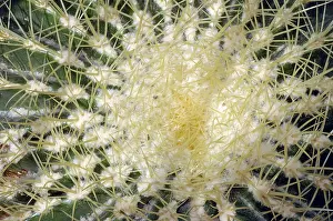 Prickly Plant Photos Drucke: Cactus Echinocactus grusonii
