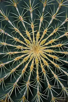 Ferocactus Histrix Drucke: Cactus (Ferocactus histrix), detail