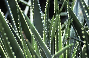 Colorful Macro Photography Drucke: Cactus leaves