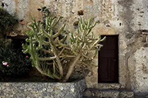 Historic Monastery Complex Crete Drucke: Cactus in the monastery complex of Preveli Monastery