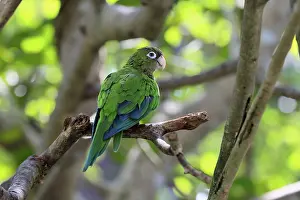 No People Desert Landscape Drucke: Cactus parakeet (Eupsittula cactorum)