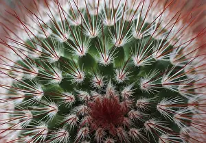 Open Air Nature Scene Drucke: Cactus plant