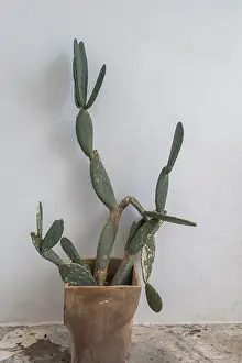 Southern Europe Botany Drucke: A cactus in a simple, rustic pot in front of a minimalist wall