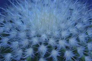 Empty Desert Scene Drucke: Cactus surface in blue light