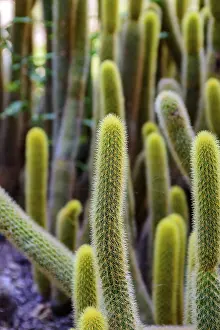 Prickly Plant Nature Drucke: Detail of cactus with its thorns