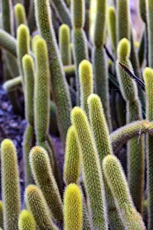 Close Up Cactus Drucke: Detail of cactus with its thorns