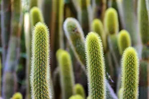 Nature Close Up Shots Drucke: Detail of cactus with its thorns
