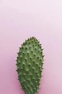 Desert Succulent Plant Drucke: Cactus with many thorns colored background