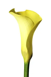 Yellow Blossom Drucke: Calla