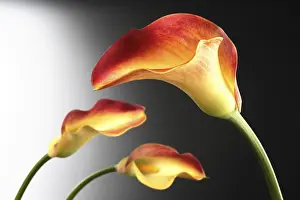 Close Up Flower Drucke: Callas