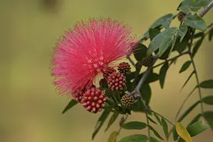 Rose Blossom Flower Drucke: Calliandra