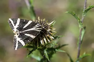 Butterfly Wildlife Habitat Drucke: Callimorpha quadripunctaria, Euplagia quadripunctaria
