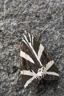 Panaxia Quadripunctaria Drucke: Callimorpha quadripunctaria, Euplagia quadripunctaria