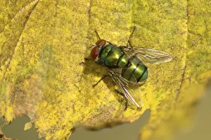 Bilder Datiert 31. Oktober 2024: Calliphoridae print blowfly specimen