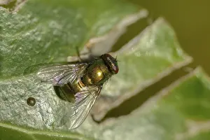 Bilder Datiert 31. Oktober 2024: Calliphoridae print blowfly specimen