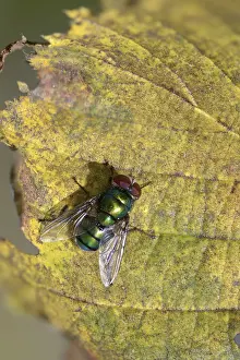 Bilder Datiert 31. Oktober 2024: Calliphoridae print high resolution insect portrait