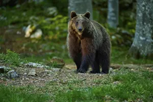 Eurasian Brown Bear Habitat Drucke: A calm brown bear in the forest
