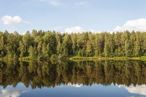 Drucke von Bewegungsloser Fluss mit Bäumen, die im Wasser reflektiert sind. Shuya-Fluss in Karelien, Russland. Sonniger Sommer Tag Fluss Drucke: ruhiger Fluss mit Bäumen, die im Wasser spiegeln.