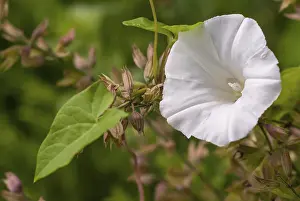 Rutland Drucke: Calystegia sepium, Convolvulaceae