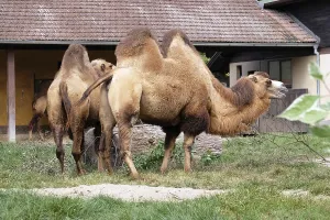 Sahara Desert Animals Drucke: Camel