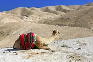 A camel in the desert