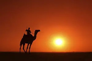 Desert Camel Drucke: Camel in the desert at sunset, Egypt