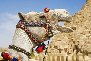 Camel Portrait Drucke: A camel in Egypt