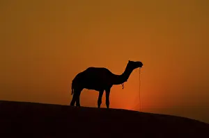 Indian Camel Drucke: A camel standing in the middle of desert