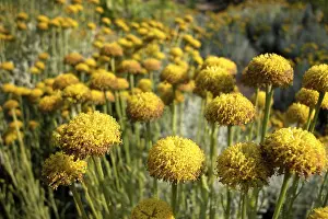 Camomile Tea Drucke: Camomile