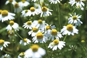 White Blossom Flower Drucke: Camomile