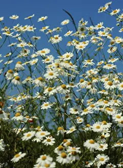Nature Inflorescence Drucke: Camomile