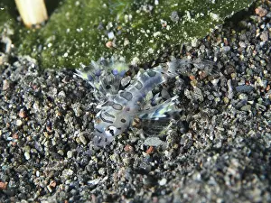 Bilder Datiert 6. August 2024: Camouflaged zebra dwarf firefish print