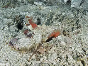 Bilder Datiert 3. August 2024: Camouflaged spiny devilfish print