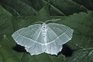 Uninhabited Wildlife Scenes Drucke: Campaea margaritata