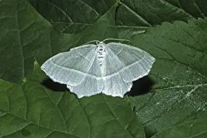 Moth Species Drucke: Campaea margaritata