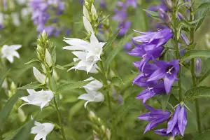 Lilac Blossom Images Drucke: Campanula patula