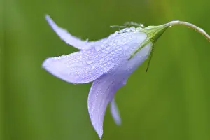 Open Air Flowers Drucke: Campanula patula