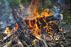 No People Forest Scenery Drucke: Campfire in the forest close up