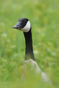 Bird Head Shot Drucke: Canada Goose