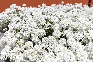 German Nature Scene Drucke: Candytuft (Iberis), white flowering